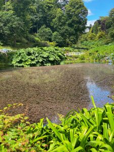 Mallard pond: Trebah Gardens